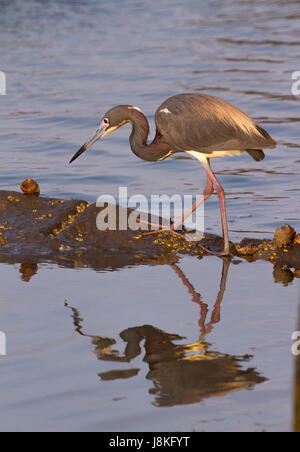 L'airone tricolore (Egretta tricolore) pesca, Galveston, Texas, Stati Uniti Foto Stock