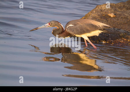 L'airone tricolore (Egretta tricolore) pesca, Galveston, Texas, Stati Uniti Foto Stock