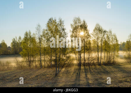 Raggi di sole che splende attraverso di betulle e la nebbia in primavera. Paesaggio rurale da primavera Foto Stock