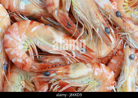 Black Tiger shrimp a bollire del palo per alimentare il design dello sfondo. Foto Stock