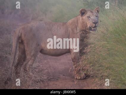 Afrion leone nella savana al Hlane Royal National Park, dello Swaziland Foto Stock