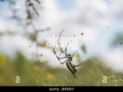 Nastrare zampe Golden Orb-web spider femmina nel suo netto a Hlane Royal National Park, dello Swaziland Foto Stock