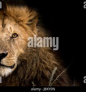 Splendida fauna africana Foto Stock