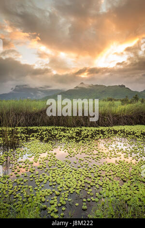 Ninfee galleggianti in Kawainui Marsh sull'isola di Oahu, Hawaii, come l'acqua calma riflette un bel golden Sunset over montagne verdi. Foto Stock