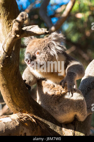 Il Koala visto nel selvaggio su Kangaroo Island, Australia del Sud. Foto Stock