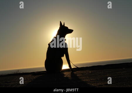 Il cane e il suo insegnante di guardare il tramonto sulla spiaggia Foto Stock