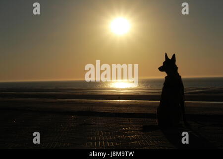 Il cane e il suo insegnante di guardare il tramonto sulla spiaggia Foto Stock