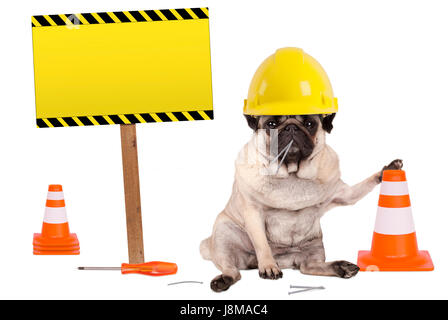 Pug dog con giallo costruttore lavoratore casco di sicurezza e il cono più segno di avvertimento sul palo di legno, isolato su sfondo bianco Foto Stock