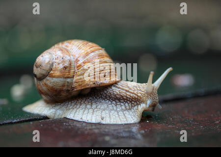 Helix pomatia, nomi comuni la lumaca di Borgogna, romano, lumaca lumaca commestibili Foto Stock