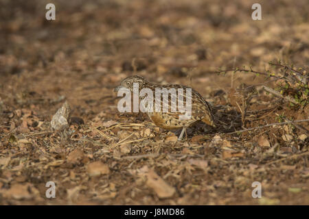 Pulsante bloccato o quaglia bustard comune-quaglia. Turnix suscitator Foto Stock