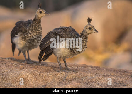 Peafowl indiano, Pavo cristatus. Due bambini quelli Foto Stock