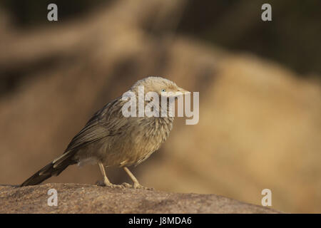 Grande Grigio, Babbler Turdoides malcolmi Foto Stock