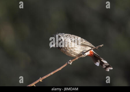 Rosso-ventilato, Bulbul Pycnonotus cafer Foto Stock