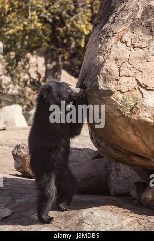 Sloth Bear, Melursus ursinus. Orso Daroji Santuario, Ballari district, Karnataka, India Foto Stock