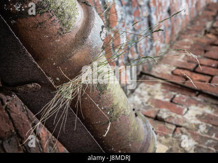 L'erba cresce al di fuori di un tubo fratturato a Calke Abbey. Foto Stock