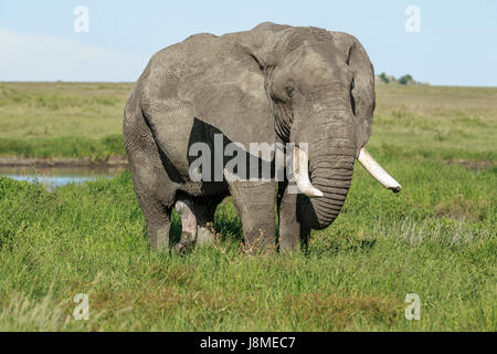 Un maschio enorme elefante africano a pascolare nel Serengeti Foto Stock