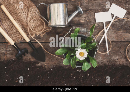 Attrezzo da giardino, pala, rastrello, annaffiatoio, benna, compresse per le piante, Margherita di fiori in un vaso di fiori su un vecchio legno marrone a tavola con sparsi sul suolo, clos Foto Stock
