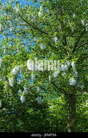 Il polline su alberi di pioppo Foto Stock