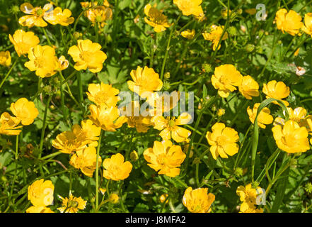 Renoncules ranunculus, crescendo in un prato Foto Stock