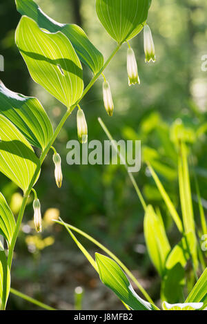 Primo piano di fiori bianchi nella foresta di primavera - Re Salomone del sigillo Foto Stock