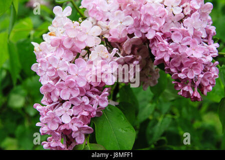 Syringa vulgaris e varietale. Warkworth Lilac Festival. Incredibile grandi fioriture rosa in cluster ad alta densità su un arbusto di lilla. Foto Stock