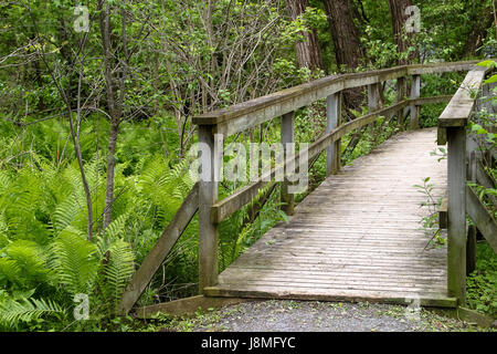 Paesaggio di Ontario. In legno curvato attraversando ponte sopra una zona umida. Un tranquillo 2.5km sentiero situato vicino al villaggio di Warkworth. Foto Stock