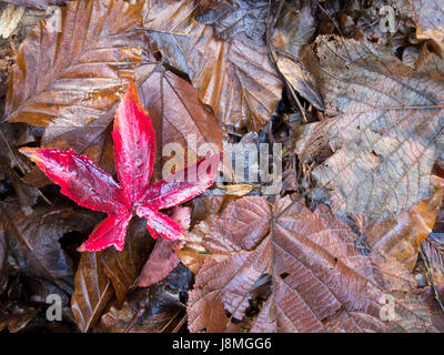 Una brillante foglia rossa acer si trova da sola su uno sfondo morbido e naturale, incarnando la tranquilla bellezza dell'autunno. Foto Stock