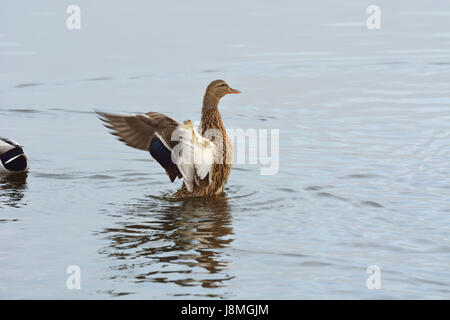 Un anatra selvatica femmina (Anas platyrhynchos). Laguna di Mira, Portogallo Foto Stock