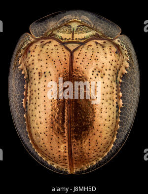 Vista dall'alto di una tartaruga dorata beetle.La tartaruga dorata Beetle è una specie di coleotteri in foglia beetle famiglia, nativa per le Americhe Foto Stock