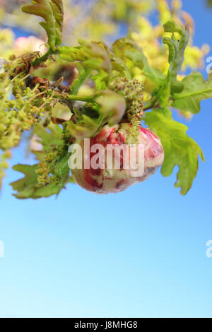 Una quercia rigonfiato apple gall formata da un gall wasp (biorhiza pallida) sullo stelo di un inglese di quercia (Quercus robur) a metà primavera, England, Regno Unito Foto Stock