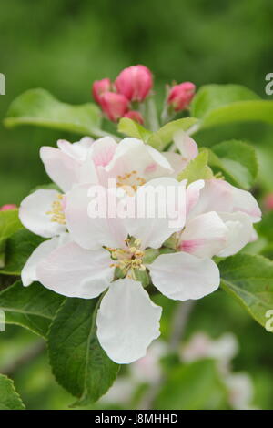 Malus domestica 'Laxton's Fortune' Apple Blossom in piena fioritura nel patrimonio Inglese orchard su una soleggiata giornata di primavera, England, Regno Unito - Maggio Foto Stock
