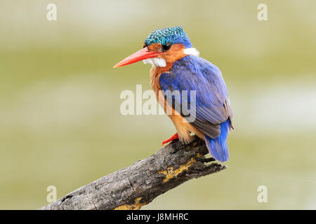 Colorato la Malachite Kingfisher appollaiato su un ramo morto al Lago di panico, Kruger National Park, Sud Africa Foto Stock