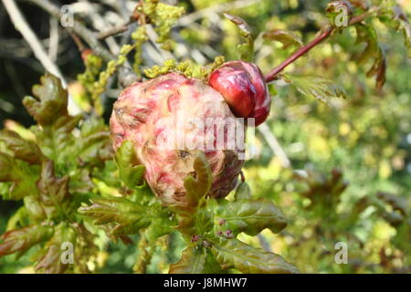 Una quercia rigonfiato apple gall formata da un gall wasp (biorhiza pallida) sullo stelo di un inglese di quercia (Quercus robur) a metà primavera, England, Regno Unito Foto Stock