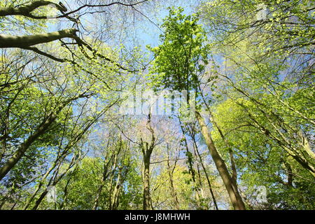 Cerca fino al fresco verde baldacchino di un inglese di latifoglie bosco in primavera in una giornata di sole in maggio, Regno Unito Foto Stock
