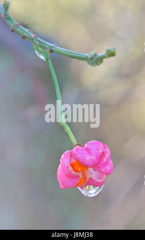 Frutto di un albero di mandrino (Euonymus europaea), Sussex, Regno Unito Foto Stock