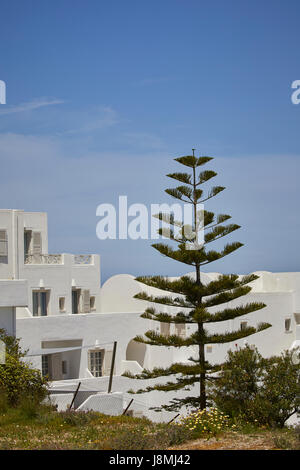 Vulcanica isola greca Santorini una delle isole Cicladi nel Mare Egeo. Fira capitale isole Araucaria pino Foto Stock