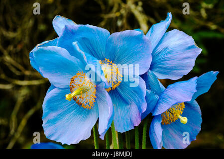 Grandi fiori di Meconopsis himalayana di papavero blu close-up. Foto Stock