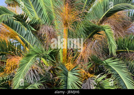 Grande albero alto con lunghe foglie rigide di Phoenix palm. Foto Stock
