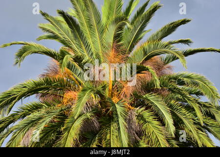 Grande albero alto con lunghe foglie rigide di Phoenix palm. Foto Stock