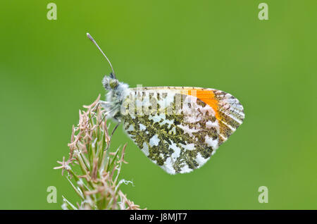 Bel maschio arancione-punta Butterfly (Anthocharis cardamines), pieridae, Sussex, Regno Unito Foto Stock