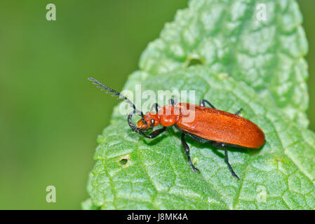 Red-headed Cardinale Beetle (Pyrochroa serraticornis) Antenna di pulizia Foto Stock