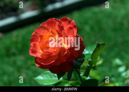 Bel rosso arancione rosa in piena fioritura che mostra i suoi colori brillanti contro il verde delle foglie e erba nel giardino botanico dietro di esso. Foto Stock