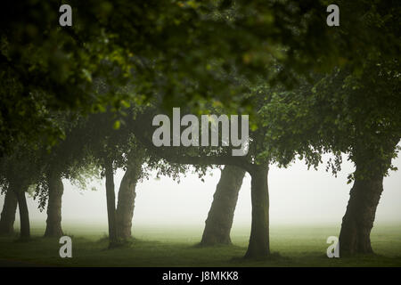 Foggy Lark corsia di ingresso a Sefton Park di Liverpool, Merseyside, Inghilterra, Regno Unito. Foto Stock