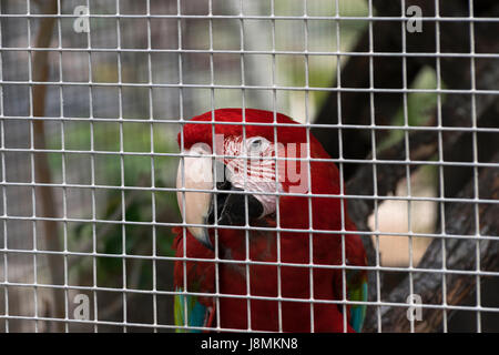 Scarlet Macaw rosso e verde seduto su un ramo e sbirciando attraverso i bar della sua gabbia dove vive in vita in cattività. Foto Stock