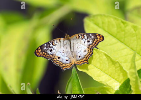 Bel bianco; marrone; nero; e giallo colori di una farfalla di Peacock bianco riposante su foglie verde brillante in un giardino Foto Stock