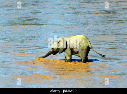 Un branco di elefanti che attraversano la Ewaso Ng'iro fiume tra Samburu national reserve e Bufalo Springs riserva nazionale. Foto Stock