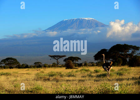 Uno struzzo in Amboseli National Park in Kenya. Il Monte Kilimanjaro torreggiante dietro. Foto Stock