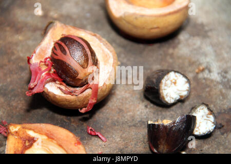 Noce moscata fresca dalla struttura ad albero, Sri Lanka Foto Stock