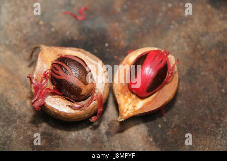 Noce moscata fresca dalla struttura ad albero, Sri Lanka Foto Stock