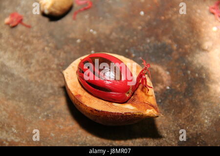 Noce moscata fresca dalla struttura ad albero, Sri Lanka Foto Stock